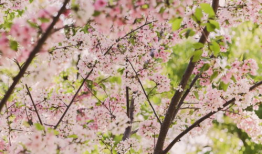 吃瓜大爆料网站樱花岛,揭秘吃瓜大爆料网站的幕后故事